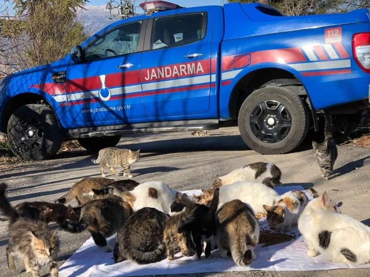 Kedi besleyen kadına jandarmadan mama desteği
