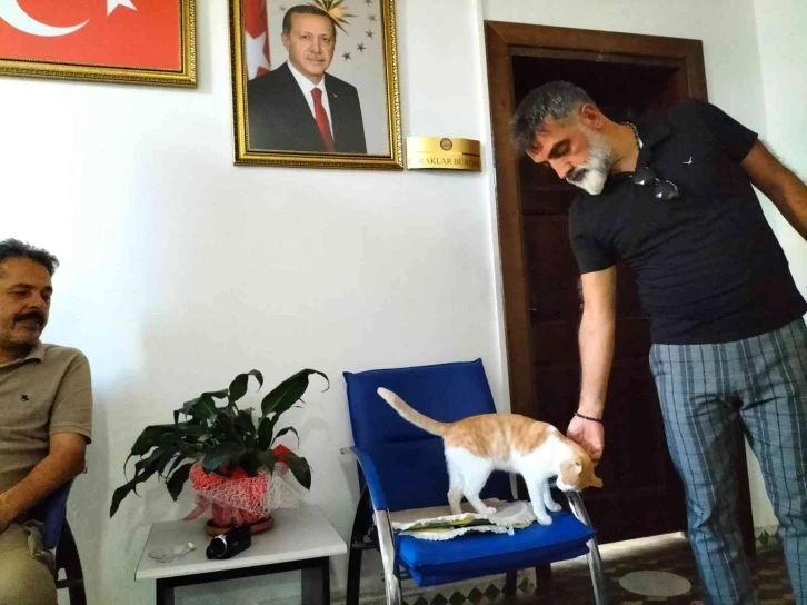 Kedi "Sarı" kaymakamlığın maskotu haline geldi
