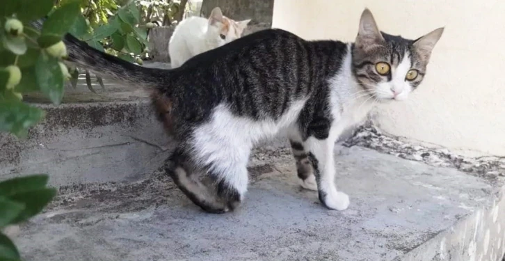 Kedi vahşetine soruşturma
