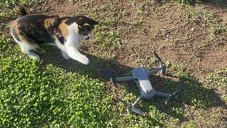 Kedinin dron ile oyunu gülümsetti
