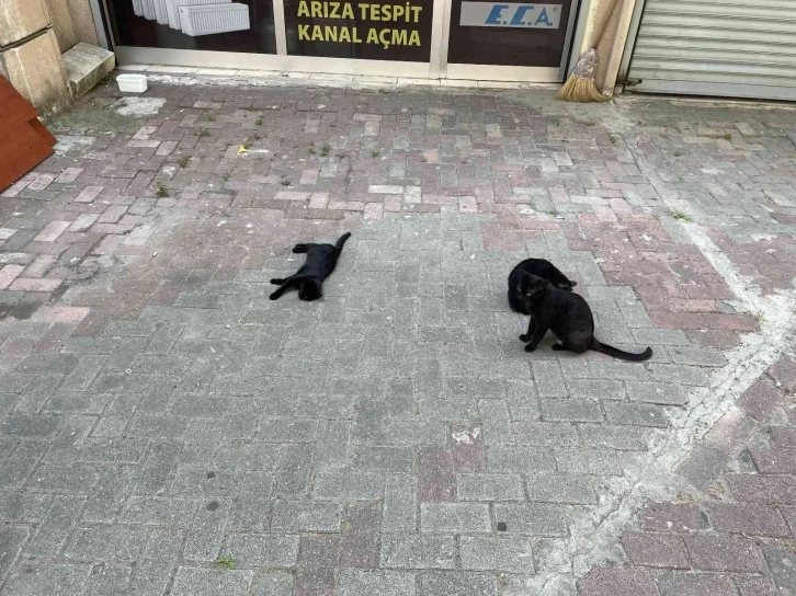 Kediye saldırmak isteyen köpek, hayatının şokunu yaşadı
