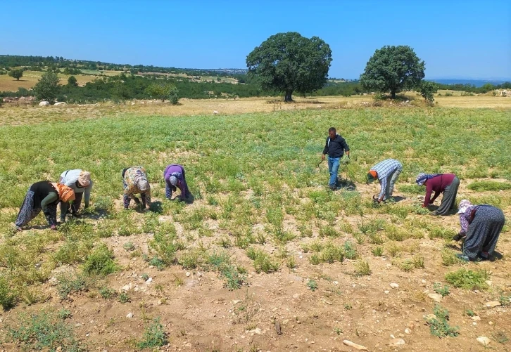 Kekik üreticileri oluşan fiyattan memnun kalmadı
