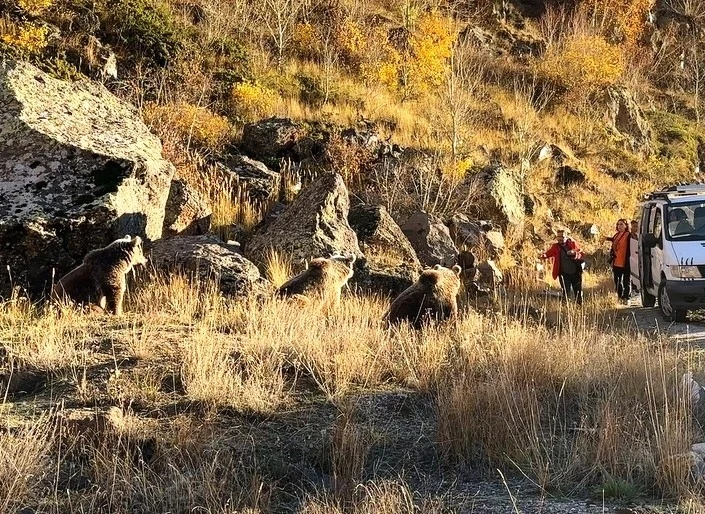 Kendilerini ve çocuklarını tehlikeye atan vatandaşlar ayıları beslediler
