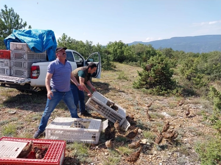 Kene düşmanı olan sülünler Karabük’te doğaya salındı
