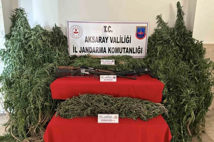 Kenevir bahçesine jandarma baskını: 3 gözaltı
