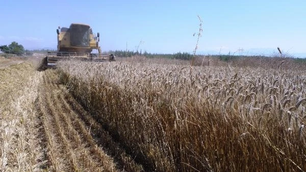 Kepez'in buğday tarlalarında hasat