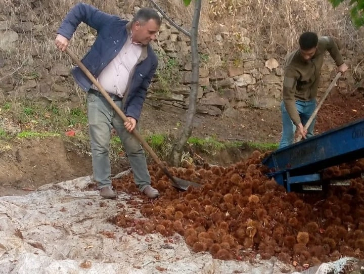 Kestanede bu yıl verim az kalite yüksek
