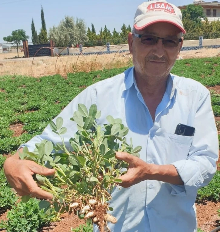 Kilis'in verimli topraklarına ne ekseniz onu biçersiniz! Yer fıstığı üretimi Kilis'te başladı