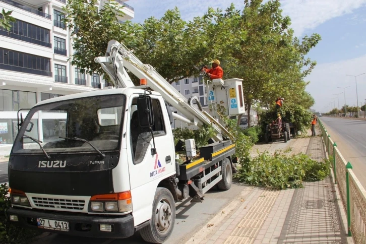 Kilis’te ağaçlar budanıyor
