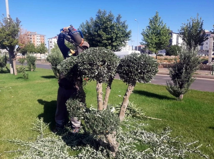 Kilis’te ağaçlara şekil veriliyor
