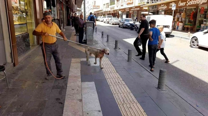 Kilis’te başıboş dolaşan Pitbull yakalanarak barınağa götürüldü
