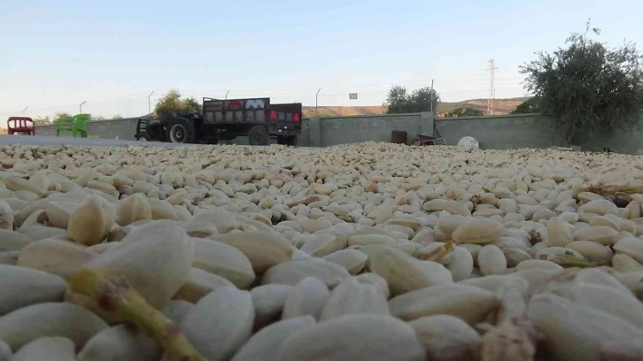 Kilis’te boz fıstıkları kavlatma işlemi başladı
