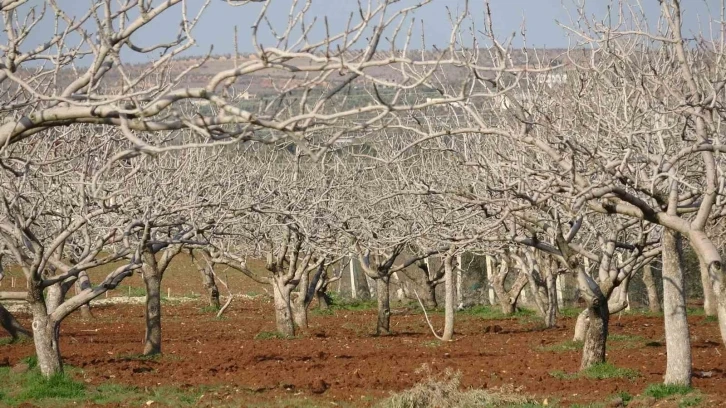 Kilis’te çiftçiler gece çadırda gündüz tarlada
