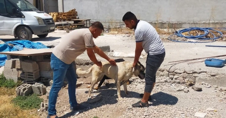 Kilis’te evcil hayvanlara mikro çip takılıyor
