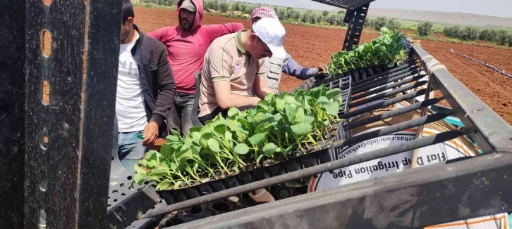 Kilis’te ’zabaran patlıcanı’ dikimi başladı
