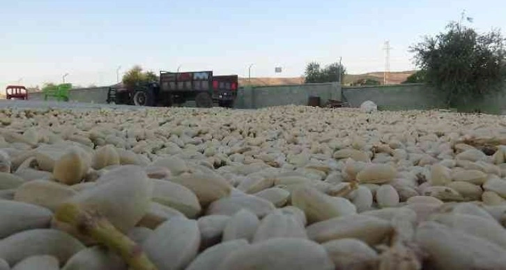 Kilis’te boz fıstıkları kavlatma işlemi başladı