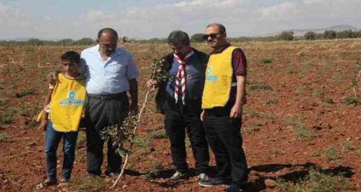 Kilis’te çiftçiye fidan desteği