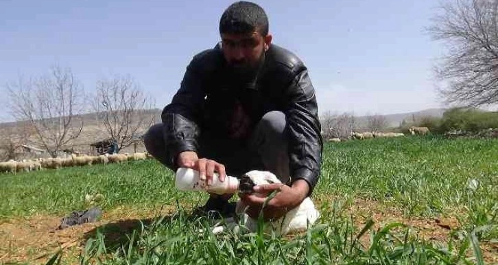 Kilis’te ön 2 ayağı olmayan kuzu dünyaya geldi