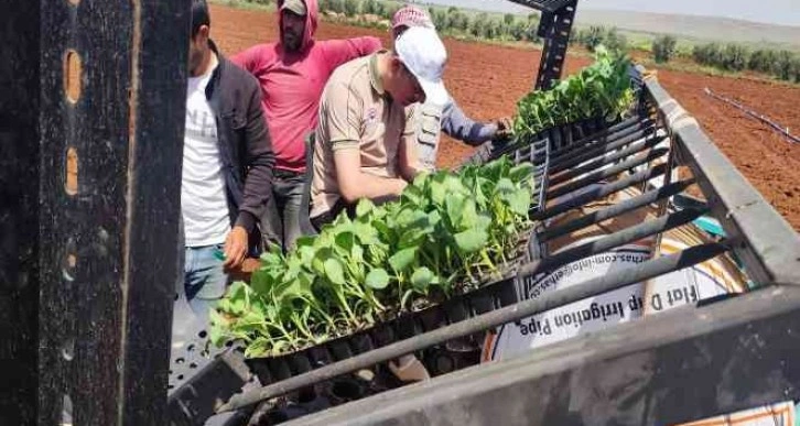 Kilis’te ’zabaran patlıcanı’ dikimi başladı