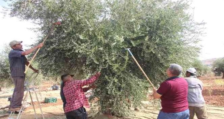 Kilis’te zeytin hasadının erken yapılmasıyla soğuk sıkım zeytinyağı üretimi de başladı