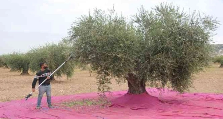 Kilis’te zeytinde erken hasat dönemi