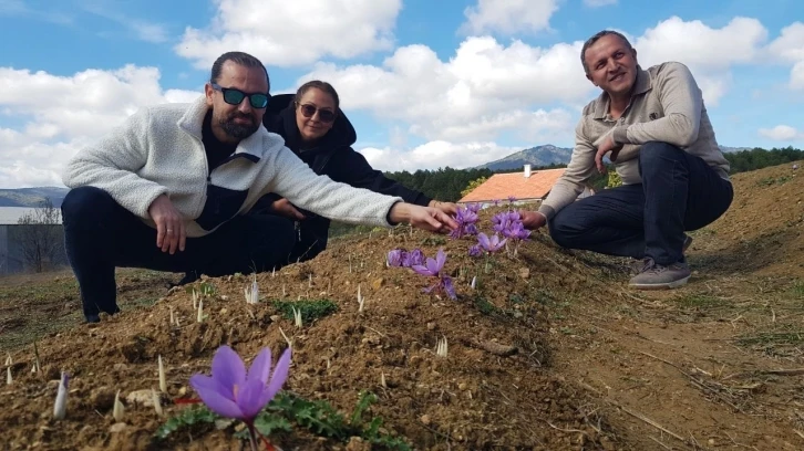 Kilosu 250 bin liradan satılacak olan safran çiçek açmaya başladı
