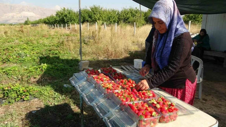 Kilosu 50 lira, siparişlere yetişemiyorlar
