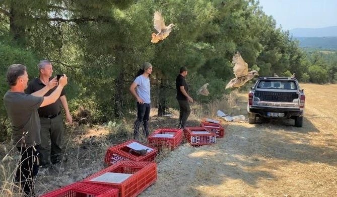 Kınalı keklikler yangın bölgelerine salındı
