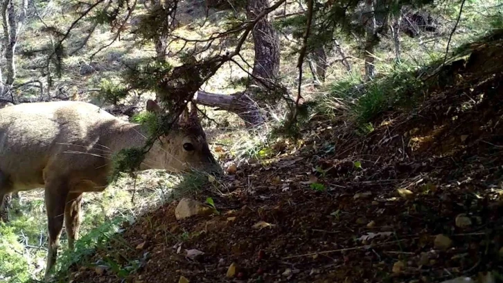 Kırıkkale’de yaban hayatı fotokapanla görüntülendi
