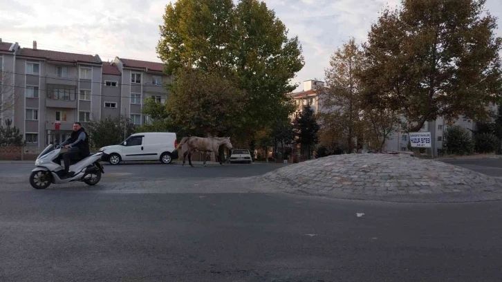 Kırklareli’nde başıboş atlar trafiği tehlikeye sokuyor
