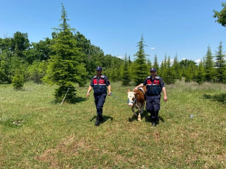 Kırklareli’nde kaybolan büyükbaş hayvan dron ile bulundu
