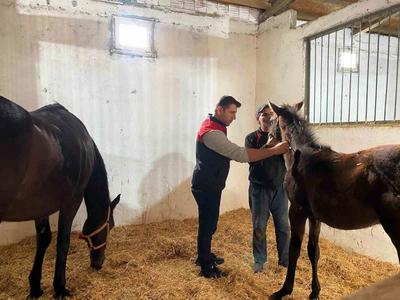 Kırklareli’nde safkan atlar aşılandı
