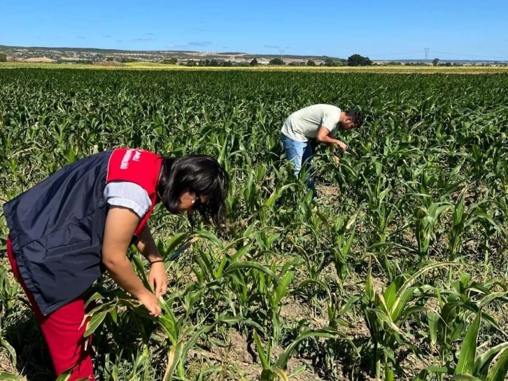 Kırklareli’nde yerli mısır çeşitleri incelendi
