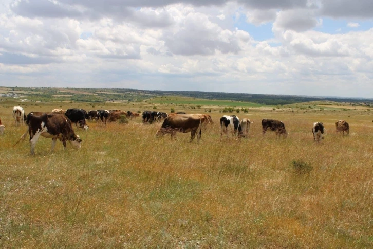 Kırklareli’ne getirilen 11 kaçak büyükbaş hayvan ele geçirildi
