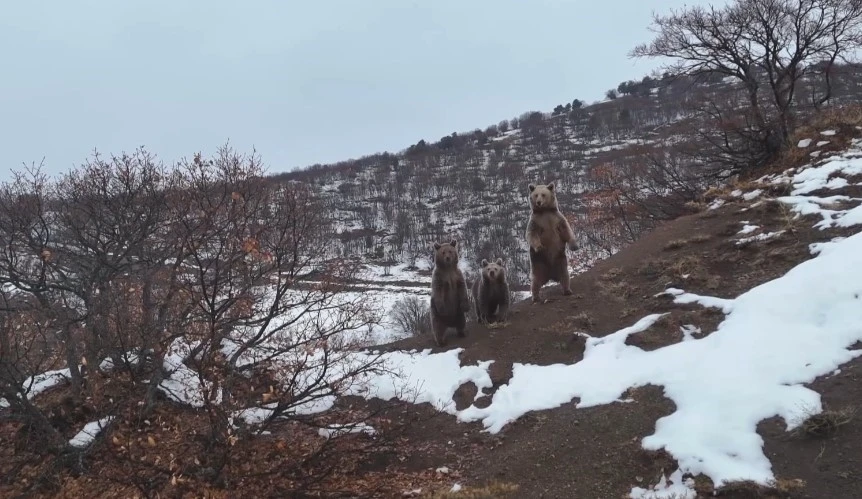 Kış uykusuna yatmayan ayı ailesi, fotoğrafçıya poz verdi
