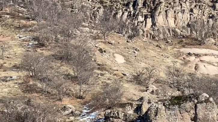 Kış uykusunda olması gereken anne ve yavru ayılar yiyecek ararken görüntülendi
