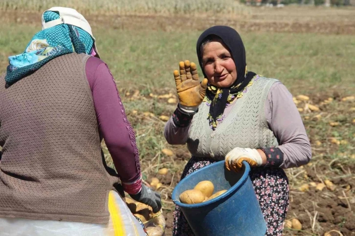 Kışlık patates hasadı başladı
