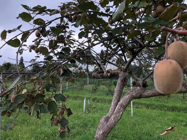 Kivi Rize çayına alternatif olamadı
