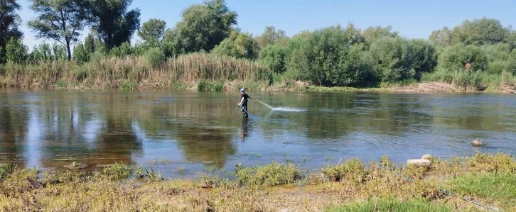 Kızılırmak’ta üvez sineği ile etkin mücadele devam ediyor
