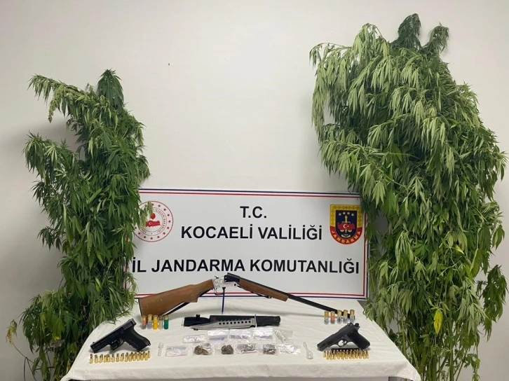 Kocaeli’de 35 kök kenevir ele geçirildi
