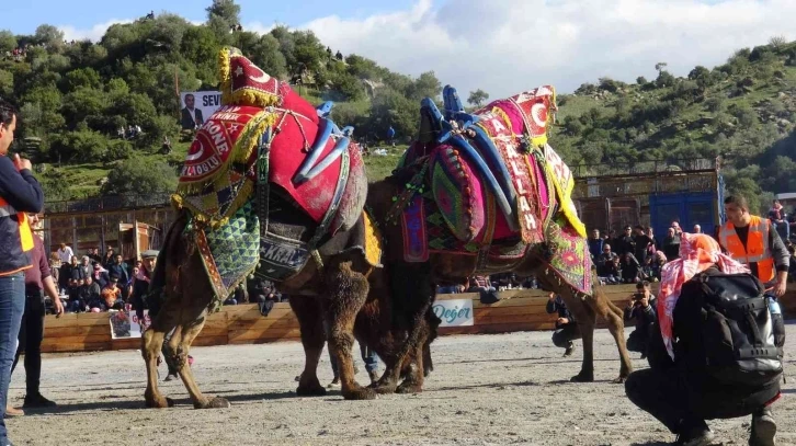 Koçarlı’da Deve Güreşi Festivali için geri sayım başladı
