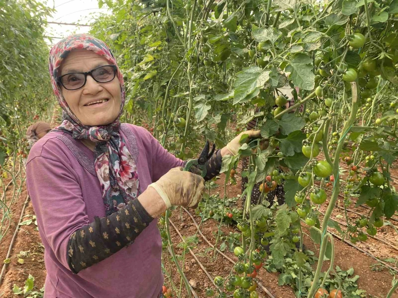 Kocası 5 çocuğuyla bırakıp kaçınca 46 sene ev temizledi, şimdi ise 75 yaşında serada çalışıyor
