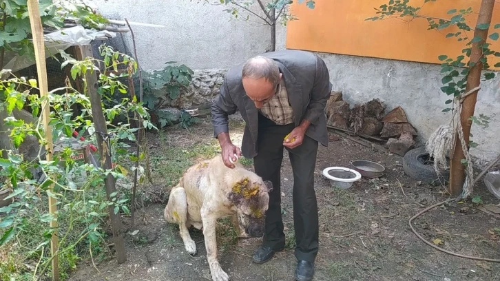 Komşusunun köpeğini sopa ve satırla feci şekilde darp etti
