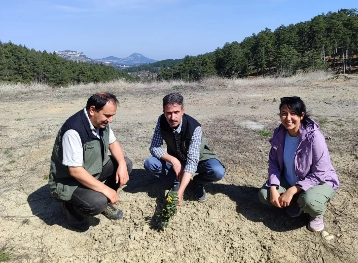 Kömür Ocağı Bal Ormanı, ’örnek bal ormanı’ haline geldi
