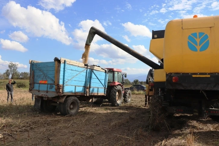 Konuralp pirincinde yeni dönem hasadı yapılıyor
