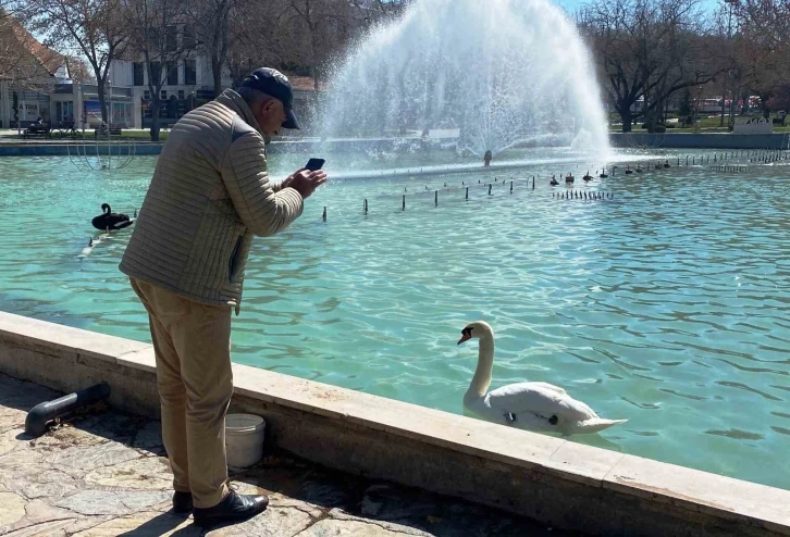 Konya’da güneşli havanın ilgi odağı kuğular
