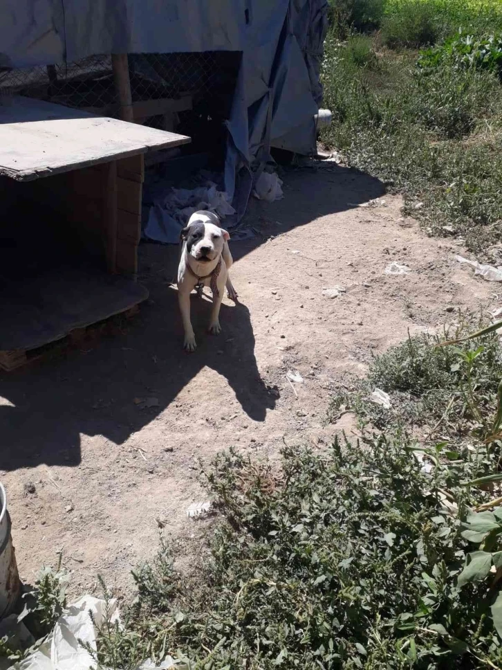 Konya’da pitbull besleyen şahsa 14 bin 982 lira ceza
