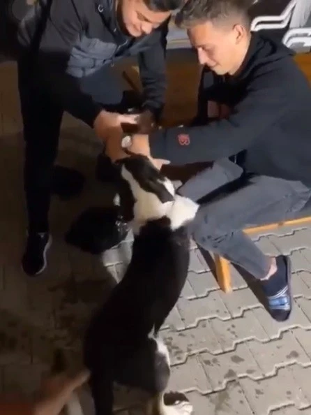 Köpeğe alkol işkencesi
