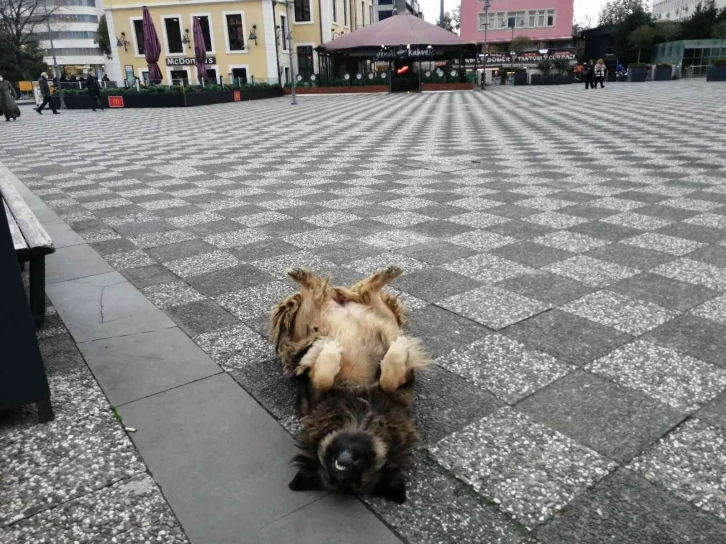 Köpeğin ilginç uyuma yöntemi
