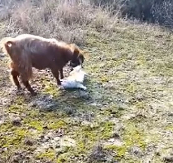 Köpek ile keçinin dostluğu gündem oldu
